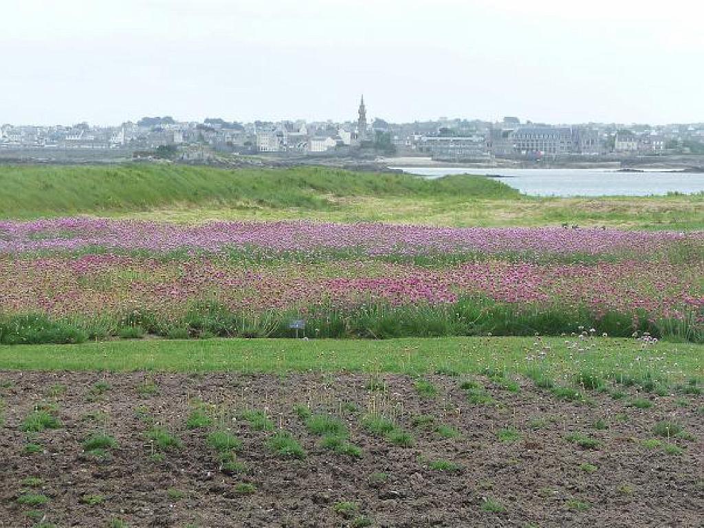 131 Ile de Batz Jardin Georges Delaselle_000033.jpg